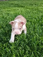 Joe, a male Boston Terrier for sale in Montgomery, IN – Photo 1 of 8
