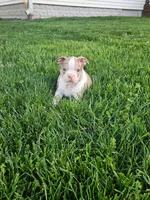 Joe, a male Boston Terrier for sale in Montgomery, IN – Photo 8 of 8