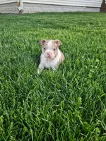 Joe, a male Boston Terrier for sale in Montgomery, IN – Photo 5 of 8