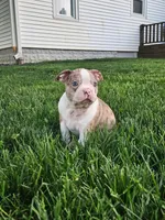 Joe, a male Boston Terrier for sale in Montgomery, IN – Photo 4 of 8