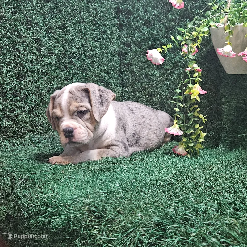 Lilly – English Bulldog puppy for sale in Montgomery, IN