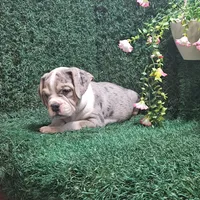 Lilly, a female English Bulldog for sale in Montgomery, IN – 1 of 2