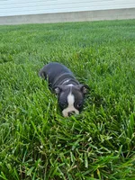 Hannah , a female Boston Terrier for sale in Montgomery, IN – 3 of 4
