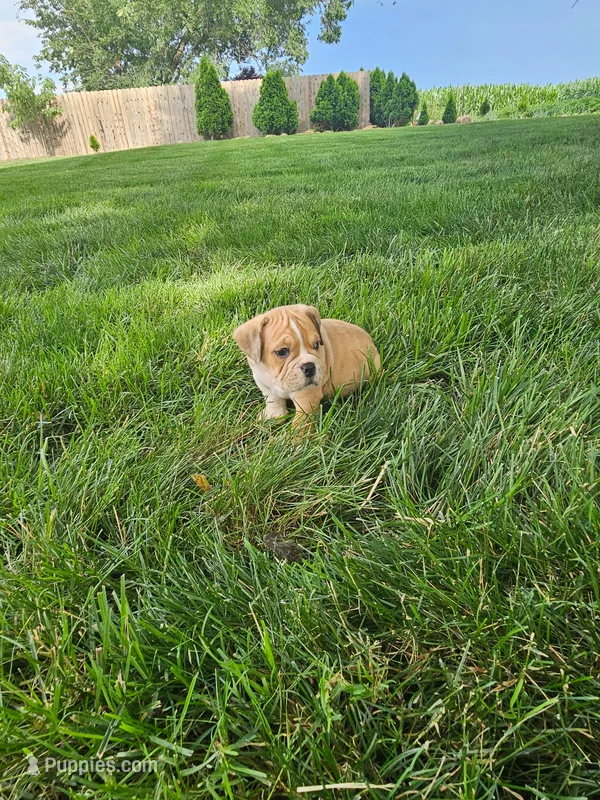 Clint – English Bulldog puppy for sale in Montgomery, IN