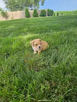Clint, a male English Bulldog for sale in Montgomery, IN – 1 of 3