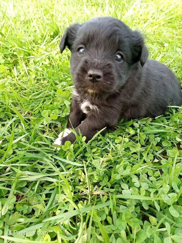 Pam – Jack Russell Terrier puppy for sale in Montgomery, IN