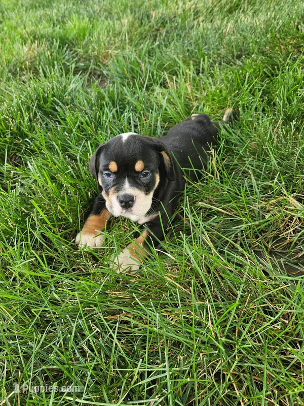 Cleo – English Bulldog puppy for sale in Montgomery, IN