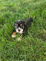 Cleo, a male English Bulldog for sale in Montgomery, IN – 1 of 5