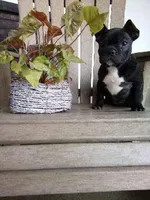 Izzy, a female French Bulldog for sale in Montgomery, IN – Photo 2 of 4
