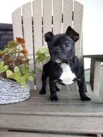 Izzy, a female French Bulldog for sale in Montgomery, IN – Photo 3 of 4