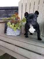 Izzy, a female French Bulldog for sale in Montgomery, IN – Photo 4 of 4