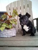 Izzy, a female French Bulldog for sale in Montgomery, IN – Photo 1 of 4