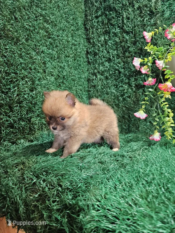 Lucy – Pomeranian puppy for sale in Montgomery, IN