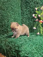 Lucy, a female Pomeranian for sale in Montgomery, IN – 1 of 3