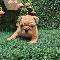 Nathan, a male English Bulldog for sale in Montgomery, IN – 2 of 2