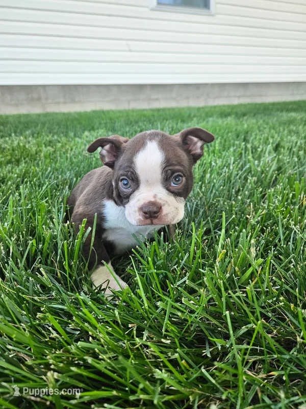 Henry – Boston Terrier puppy for sale in Montgomery, IN