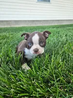 Henry, a male Boston Terrier for sale in Montgomery, IN – 1 of 3