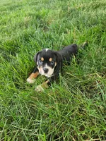 Cleo, a male English Bulldog for sale in Montgomery, IN – 2 of 5