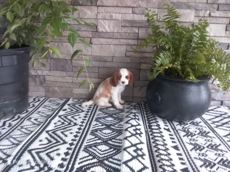 Jewel – Cavalier King Charles Spaniel puppy for sale in Montgomery, IN
