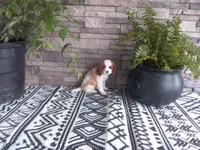 Jewel, a female Cavalier King Charles Spaniel for sale in Montgomery, IN – 1 of 4