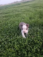 Mia, a male Boston Terrier for sale in Montgomery, IN – Photo 4 of 4