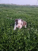 Mia, a male Boston Terrier for sale in Montgomery, IN – Photo 3 of 4