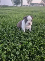 Mia, a male Boston Terrier for sale in Montgomery, IN – Photo 2 of 4