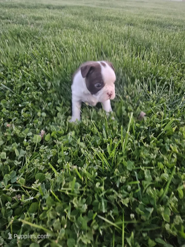 Mia – Boston Terrier puppy for sale in Montgomery, IN