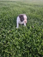 Mia, a male Boston Terrier for sale in Montgomery, IN – Photo 1 of 4