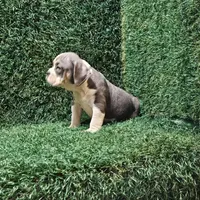 Lacey, a female English Bulldog for sale in Montgomery, IN – 2 of 2
