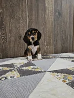 Lilly, a female Beagle for sale in Montgomery, IN – Photo 3 of 4