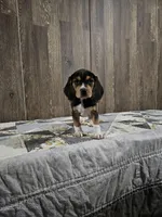 Lilly, a female Beagle for sale in Montgomery, IN – Photo 4 of 4