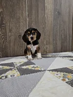 Lilly, a female Beagle for sale in Montgomery, IN – Photo 2 of 4