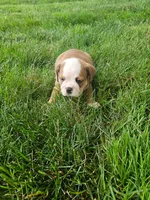 Clark, a male English Bulldog for sale in Montgomery, IN – 4 of 4