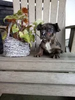 Isaac , a male French Bulldog for sale in Montgomery, IN – Photo 1 of 3