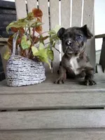Isaac , a male French Bulldog for sale in Montgomery, IN – Photo 3 of 3