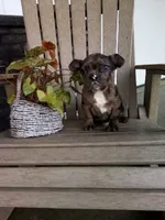 Isaac , a male French Bulldog for sale in Montgomery, IN – Photo 2 of 3