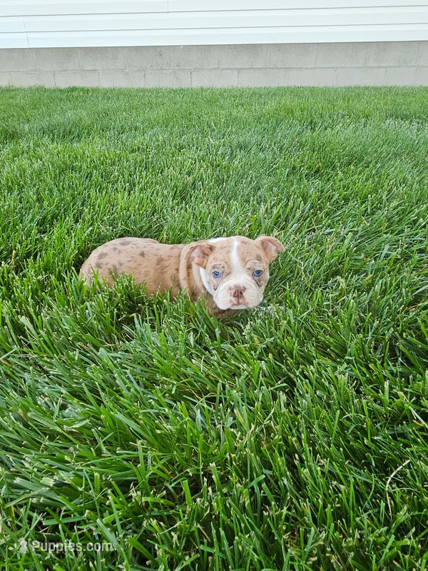Hank – Boston Terrier puppy for sale in Montgomery, IN