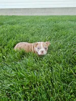Hank, a male Boston Terrier for sale in Montgomery, IN – 1 of 3