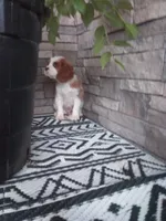 Jewel, a female Cavalier King Charles Spaniel for sale in Montgomery, IN – 2 of 4