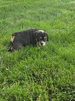 Cleo, a male English Bulldog for sale in Montgomery, IN – 4 of 5