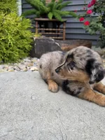 Daisy , a female Aussiedoodle for sale in Montgomery, IN – 3 of 3