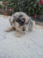 Artie, a male Aussiedoodle for sale in Montgomery, IN – 3 of 3