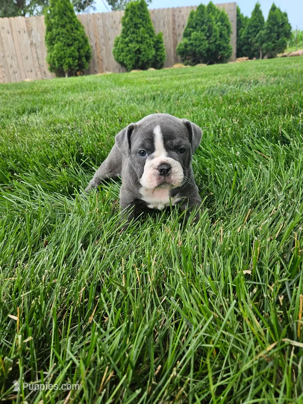 Cheryl – English Bulldog puppy for sale in Montgomery, IN