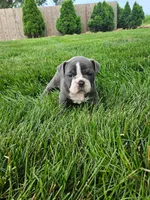 Cheryl, a female English Bulldog for sale in Montgomery, IN – 1 of 3