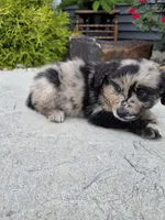 Lucy, a female Aussiedoodle for sale in Montgomery, IN – 3 of 3