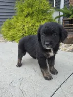 Milo, a male Aussiedoodle for sale in Montgomery, IN – 3 of 3