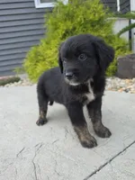 Milo, a male Aussiedoodle for sale in Montgomery, IN – 2 of 3