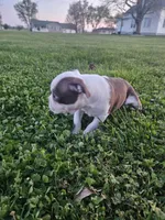 Perry , a male Boston Terrier for sale in Montgomery, IN – Photo 1 of 3
