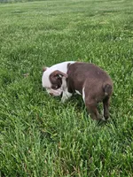 Perry , a male Boston Terrier for sale in Montgomery, IN – 4 of 5